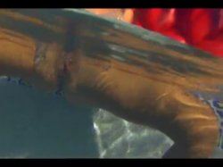 Captura de 'Insexts' nº 10