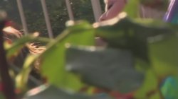 'Ich liebe eine Lesbe #44' screenshot nº 21
