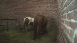 '5 Stunden Geile Stuten' screenshot nº 2