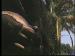 'Lactamania 4' screenshot nº 67