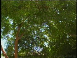 'Desperately Seeking Shay' screenshot nº 3