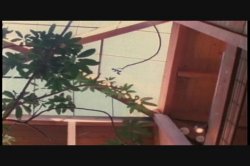 'Stray Cat' screenshot nº 70