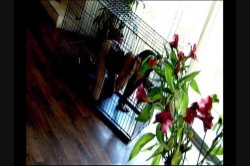 Captura de 'Anal Cavity Search 6' nº 83