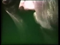 'All Lesbian PeepShow Loops 537: Hardcore Rated X '70s & '80s (All Color)' screenshot nº 93