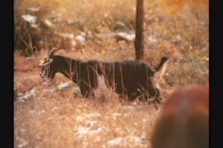 Captura de 'Dirty Western' nº 7