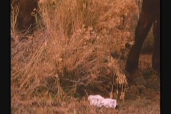 Captura de 'Dirty Western' nº 87