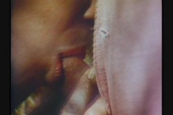 Captura de 'Dirty Western' nº 128