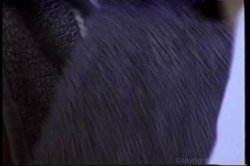 'Shave Tails 2' screenshot nº 126
