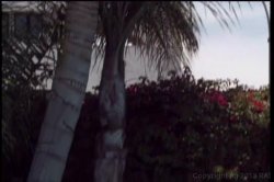 'Pussyman's Hollywood Harlots' screenshot nº 103