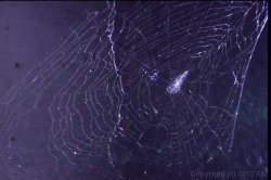 'La Femme Chanel' screenshot nº 3