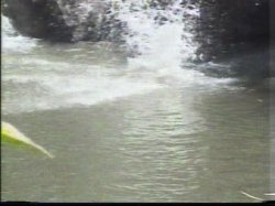 Captura de 'Sex Hawaiian Style' nº 124