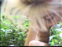 Captura de 'Sex Hawaiian Style' nº 128