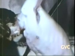 'Robot Love Slaves / A Kinky Girl and Her Horse' screenshot nº 38