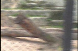 'Big Black Poles In Little White Holes 6' screenshot nº 33