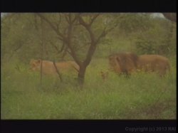 Captura de 'Kruger Park' nº 89