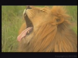 Captura de 'Kruger Park' nº 90