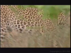 Captura de 'Kruger Park' nº 120