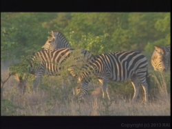 Captura de 'Kruger Park' nº 122