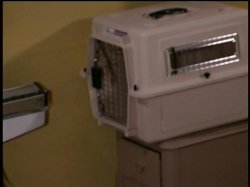 'Bad Kitty' screenshot nº 120