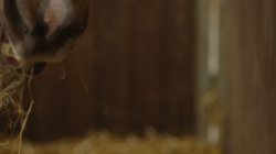 Captura de 'Private Horse Riding Class' nº 1