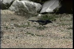 'SnakeDance' screenshot nº 4