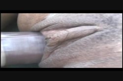 Captura de 'Hoops & Ho's' nº 81