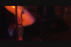 'Latex Diaries' screenshot nº 96