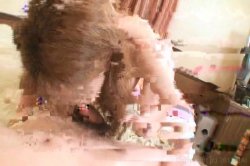 Captura de 'Hairy Pussy Tokyo Cougars' nº 110