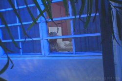 Captura de 'Filthy's Peepin' Tom 5' nº 98