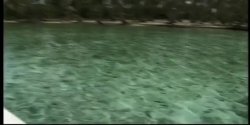 Captura de 'Seymore Butts' Tushy Tahitian Style' nº 65