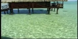 Captura de 'Seymore Butts' Tushy Tahitian Style' nº 87