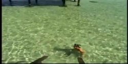 Captura de 'Seymore Butts' Tushy Tahitian Style' nº 88