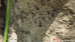 Captura de 'Guide to Outdoor Sex, A' nº 37