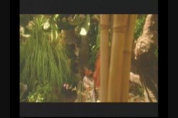'Banzai Babes' screenshot nº 114