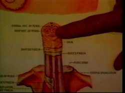 Captura de 'Nina Hartley's Guide to Oral Sex / Nina Harley's Advanced Guide to Oral Sex (2 Pack)' nº 26