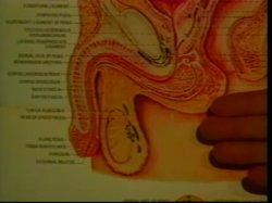 Captura de 'Nina Hartley's Guide to Oral Sex / Nina Harley's Advanced Guide to Oral Sex (2 Pack)' nº 28