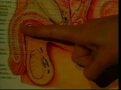 Captura de 'Nina Hartley's Guide to Oral Sex / Nina Harley's Advanced Guide to Oral Sex (2 Pack)' nº 39
