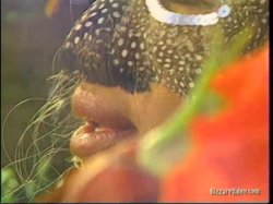 'Lusty Busty Dolls 3' screenshot nº 139