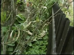 'Video Adventures of Peeping Tom 14' screenshot nº 73