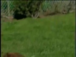 Captura de 'Ass Crunchers' nº 36
