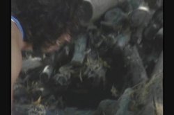 Captura de 'Trailer Trash Nurses 6' nº 40