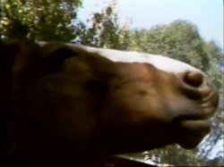Captura de 'Raunchy Ranch' nº 9