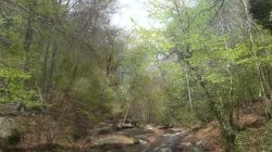'Fucking A Mature Woman in the Forest River' screenshot nº 14