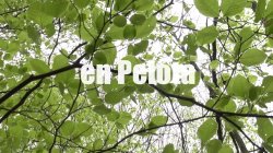 'Fucking A Mature Woman in the Forest River' screenshot nº 2