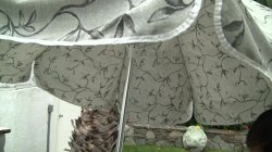 Captura de 'Dirty Housewifes 25' nº 35