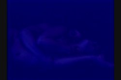 'Angelica' screenshot nº 134
