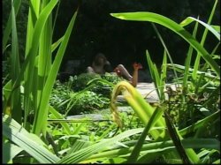 'Young Lesbian Love' screenshot nº 82