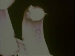 Captura de 'Sleazy 70s Stags Vol. 1 (Loops 1-12)' nº 57