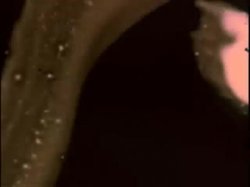 Captura de 'Sleazy 70s Stags Vol. 2 (Loops 13-24)' nº 68