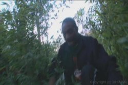 'Boz in the Bush 2' screenshot nº 89